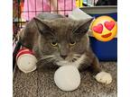 Adopt Skylar a Gray or Blue (Mostly) Domestic Shorthair (short coat) cat in