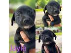 Adopt Jayla a Black - with White Mixed Breed (Large) / Mixed dog in South Amboy