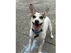 Adopt Toby a White - with Brown or Chocolate Terrier (Unknown Type