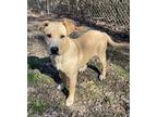 Adopt Gage a Tan/Yellow/Fawn Boxer / Labrador Retriever / Mixed dog in Heber