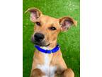 Adopt Tyler a Brown/Chocolate - with White Jack Russell Terrier / Mixed Breed