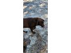 Adopt Hershey a Brown/Chocolate Labrador Retriever / Mixed dog in Perry