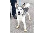 Adopt Luna a White - with Gray or Silver Siberian Husky / Mixed dog in Sudbury
