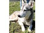 Adopt Winter a White - with Gray or Silver Siberian Husky / Mixed dog in