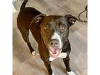 Adopt Ruby a Brown/Chocolate - with White Labrador Retriever / American Pit Bull