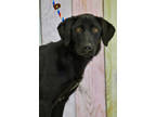 Adopt Sophie a Black Labrador Retriever / Mixed dog in Twin Falls, ID (41197302)