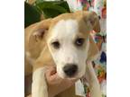 Adopt Liberty a Tan/Yellow/Fawn Mixed Breed (Large) / Mixed dog in Staley