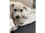 Adopt Drobble a White Labrador Retriever / Mixed dog in San Antonio
