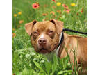 Adopt Big Mac a Red/Golden/Orange/Chestnut American Pit Bull Terrier / Mixed dog