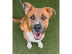 Adopt Duke a Red/Golden/Orange/Chestnut Akita / Mixed dog in North Richland