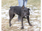 Adopt Nelson a Black American Staffordshire Terrier / Mixed Breed (Medium) /