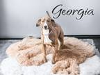 Adopt Georgia a Brindle Plott Hound / Mixed Breed (Medium) / Mixed (short coat)