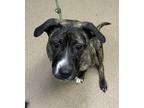 Adopt Mulan a Brindle Mixed Breed (Large) / Mixed dog in Chamblee, GA (33592948)