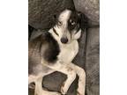 Adopt Ruth a Tricolor (Tan/Brown & Black & White) Husky / Mutt / Mixed dog in