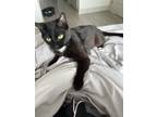 Adopt Martha a Black & White or Tuxedo Domestic Shorthair / Mixed (short coat)