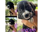Adopt Jaycee a Black - with White Mixed Breed (Medium) / Mixed dog in South