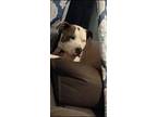 Adopt Gary a Black - with White American Pit Bull Terrier / Mixed dog in