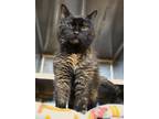 Adopt Colby a All Black Domestic Mediumhair / Domestic Shorthair / Mixed cat in