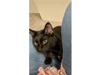 Adopt Magic a Black (Mostly) Domestic Shorthair / Mixed (short coat) cat in