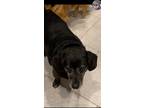 Adopt Briggs a Black - with Gray or Silver Beagle / Mixed dog in Liberty