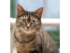Adopt Margie a Brown Tabby Domestic Shorthair (short coat) cat in Manahawkin