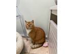 Adopt Misty a Orange or Red Tabby Domestic Shorthair (short coat) cat in