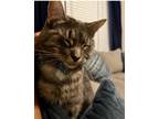 Adopt Bullet a Gray or Blue Tabby / Mixed (short coat) cat in Atlanta