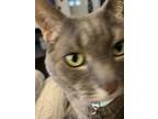 Adopt Gracie a Gray, Blue or Silver Tabby Domestic Shorthair / Mixed (short