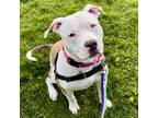 Adopt Riddick a Tan/Yellow/Fawn American Pit Bull Terrier / Mixed Breed (Medium)