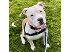 Adopt Riddick a Tan/Yellow/Fawn American Pit Bull Terrier / Mixed dog in