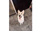 Adopt Trixie a White Shepherd (Unknown Type) / Mixed dog in Jackson