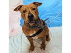 Adopt Bidoof a Tan/Yellow/Fawn Mixed Breed (Medium) / Mixed dog in Richmond