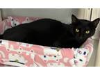 Adopt Brutus a All Black Domestic Shorthair / Mixed Breed (Medium) / Mixed