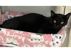 Adopt Brutus a All Black Domestic Shorthair / Domestic Shorthair / Mixed cat in