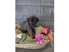 Adopt Biscuit a Brown/Chocolate Mixed Breed (Medium) / Mixed Breed (Medium) /