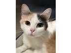 Adopt Frenchy a White Domestic Shorthair / Domestic Shorthair / Mixed cat in