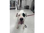 Adopt Petey a White Terrier (Unknown Type, Small) / Mixed dog in Indianapolis