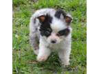 Mutt Puppy for sale in Waukon, IA, USA