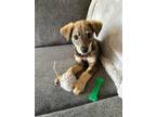 Adopt Bruno a Brown/Chocolate German Shepherd Dog / Labrador Retriever / Mixed