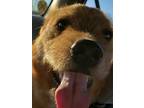 Adopt Goose a Tan/Yellow/Fawn - with White Australian Cattle Dog / Goldendoodle