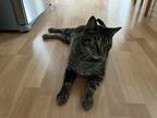 Adopt Tiggy a Brown Tabby Tabby / Mixed (short coat) cat in Philadelphia