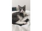 Adopt Slate a Gray or Blue Munchkin / Mixed (short coat) cat in Buda