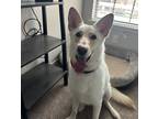 Adopt Marley a Tan/Yellow/Fawn - with White German Shepherd Dog / Mixed dog in