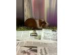Adopt Fregley a Brown or Chocolate Guinea Pig / Mixed small animal in Newport