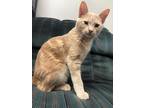 Adopt Bronco a Cream or Ivory Domestic Shorthair / Mixed Breed (Medium) / Mixed