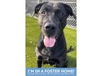 Adopt Bailey a Black Mixed Breed (Large) / Mixed dog in Baltimore, MD (40900874)