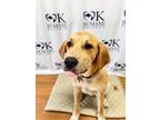 Adopt Bowen a Tan/Yellow/Fawn Mixed Breed (Large) / Mixed dog in Oklahoma City