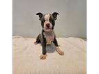 Boston Terrier Puppy for sale in Greenville, GA, USA