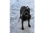 Adopt Thunder a Gray/Blue/Silver/Salt & Pepper American Pit Bull Terrier / Mixed