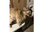 Adopt Miley a Calico or Dilute Calico Calico / Mixed (short coat) cat in